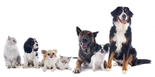 Dogs and Cats Wall Decal