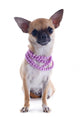 Puppy Chihuahua and Collar Wall Decal