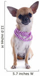 Puppy Chihuahua and Collar Wall Decal