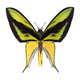Birdwing Wall Decal