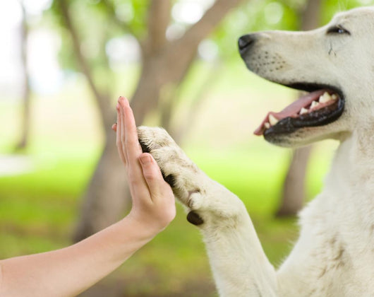 Give Me Five Dog Wall Decal