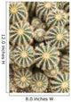 Ball Cactus Wall Decal