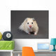 Fluffy Hamster Grey Wall Decal