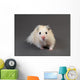 Fluffy Hamster Grey Wall Decal