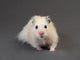 Fluffy Hamster Grey Wall Decal