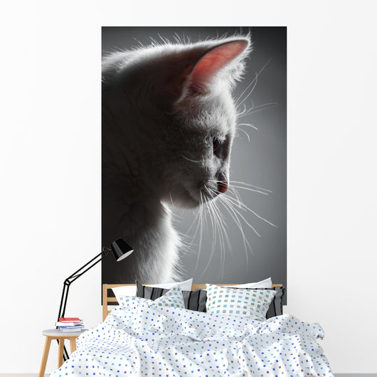 Portrait White Kitten Wall Decal
