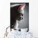 Portrait White Kitten Wall Decal