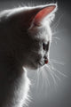 Portrait White Kitten Wall Decal