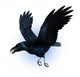 Flying Raven Wall Decal