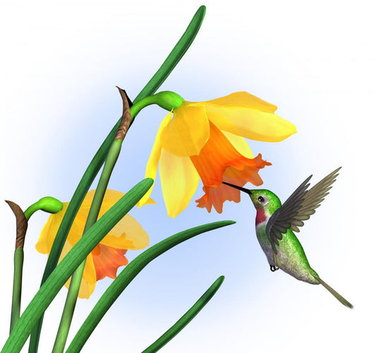 Hummingbird with Daffodils Wall Decal