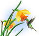 Hummingbird with Daffodils Wall Decal