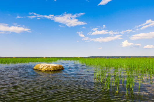 Marsh Landscape Wall Decal
