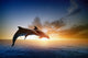 Dolphins Jumping at Sunset Wall Decal