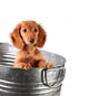 Wet Puppy Bucket Wall Decal