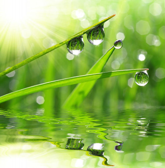 Fresh Grass with Dew Wall Decal