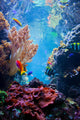 Underwater Coral Scene Wall Decal