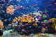 Underwater Scene with Fish Wall Decal