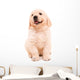 Sitting Golden Retriever Puppy Wall Decal