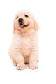 Sitting Golden Retriever Puppy Wall Decal