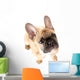 French Bulldog Front White Wall Decal