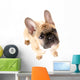 French Bulldog Front White Wall Decal