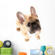 French Bulldog Front White Wall Decal