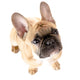 French Bulldog Front White Wall Decal