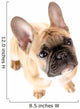 French Bulldog Front White Wall Decal