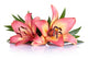 Lily Flowers Wall Decal