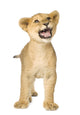 Roaring Lion Cub Wall Decal