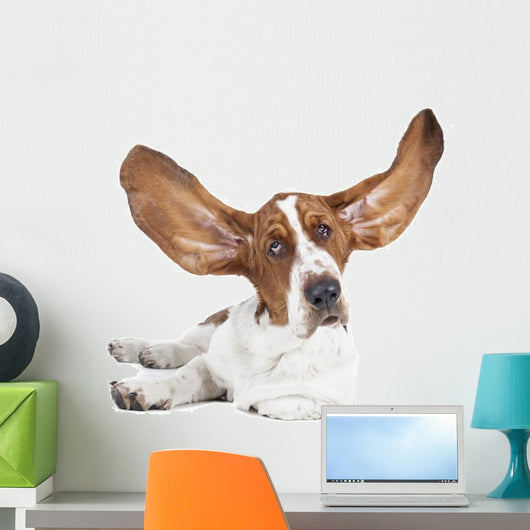 Basset Hound White Wall Decal