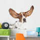 Basset Hound White Wall Decal