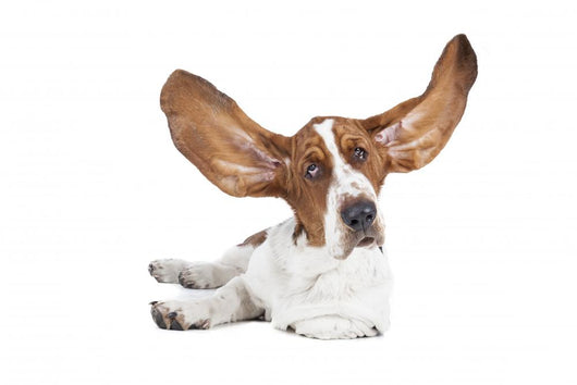 Basset Hound White Wall Decal