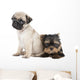 Two Puppy Pug and Wall Decal