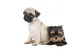 Two Puppy Pug and Wall Decal
