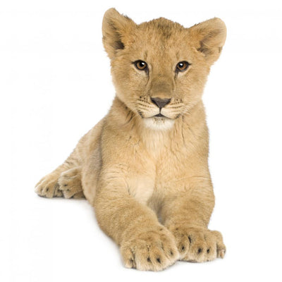 Resting Lion Cub Wall Decal