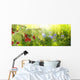 Raspberry Garden Raspberries Sunset Soft Focus Wall Decal