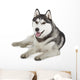 Siberian Husky Wall Decal