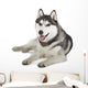 Siberian Husky Wall Decal