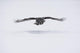 Great-grey Owl Strix Nebulosa Wall Decal