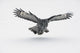 Flying Great-grey Owl Strix Nebulosa Wall Decal