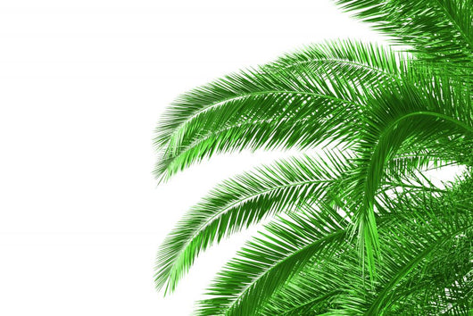 Palm Tree Wall Decal