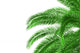 Palm Tree Wall Decal