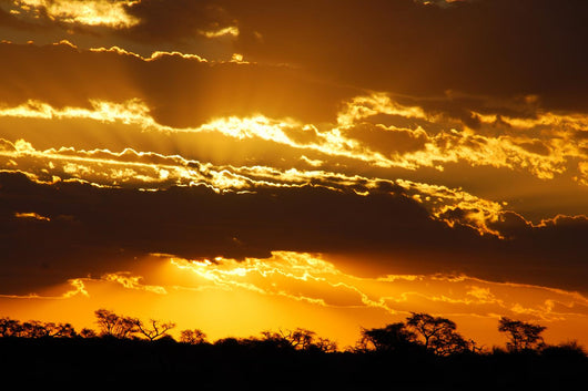 Sunset Savanna Wall Decal