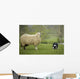 Border Collie Staring Sheep Wall Decal