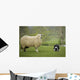 Border Collie Staring Sheep Wall Decal
