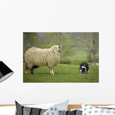 Border Collie Staring Sheep Wall Decal shown on a wall