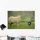 Border Collie Staring Sheep Wall Decal