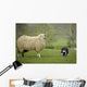 Border Collie Staring Sheep Wall Decal