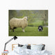 Border Collie Staring Sheep Wall Decal
